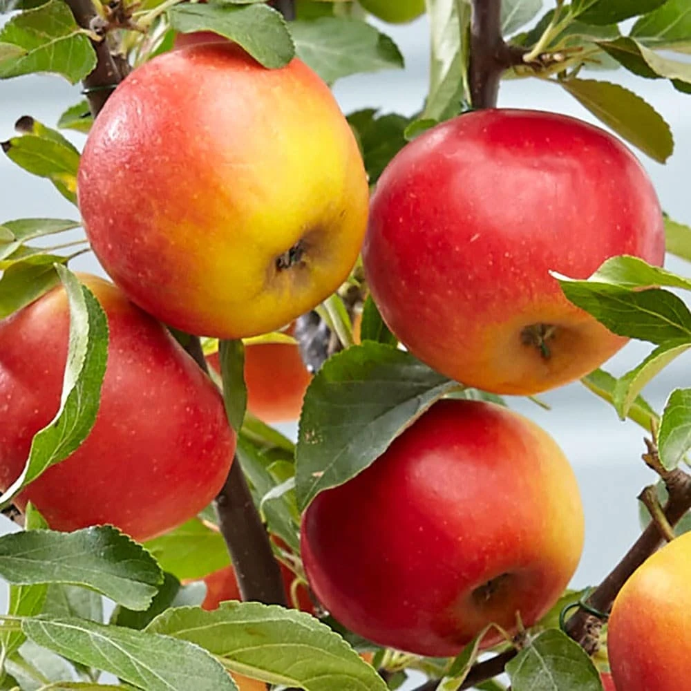 Apple 'Elstar' 4 Apple 'Elstar' - Image 2