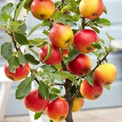 Apple 'Elstar' 7 Apple 'Elstar' -Garden Plant Store pl2000045278 card3 lg