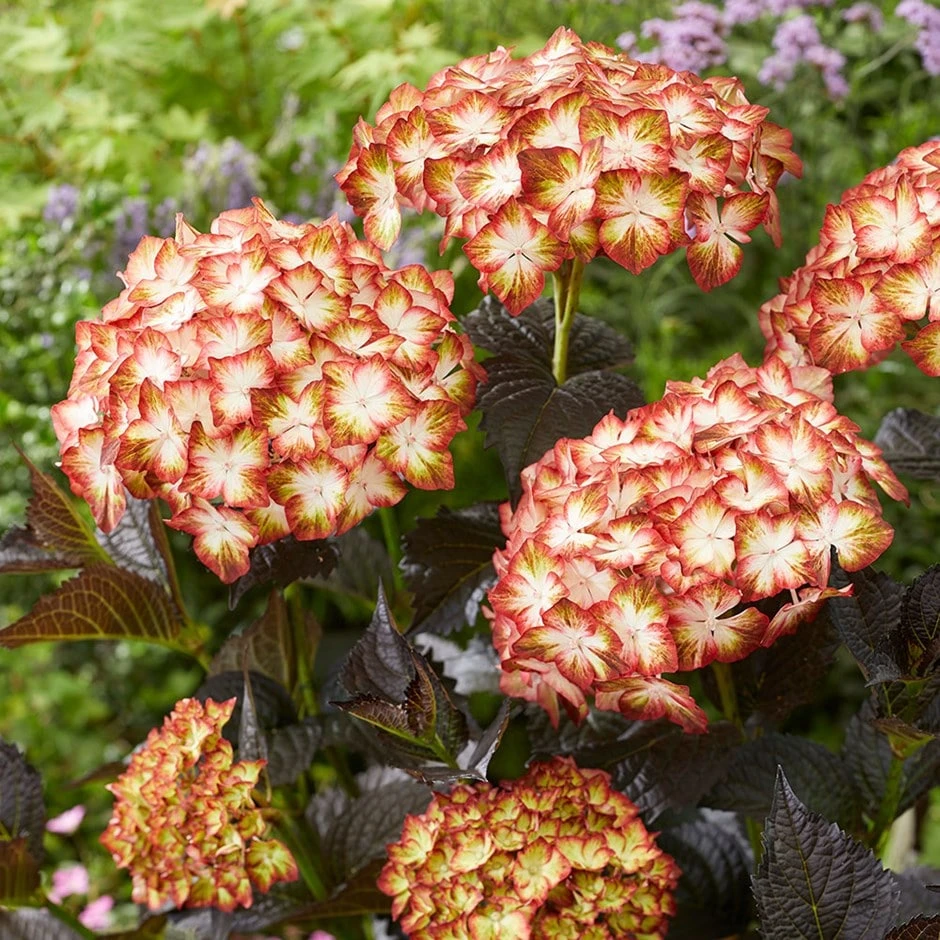 Hydrangea Macrophylla 'Light My Fire' (Black Diamonds Series) 3 Hydrangea Macrophylla 'Light My Fire' (Black Diamonds Series)