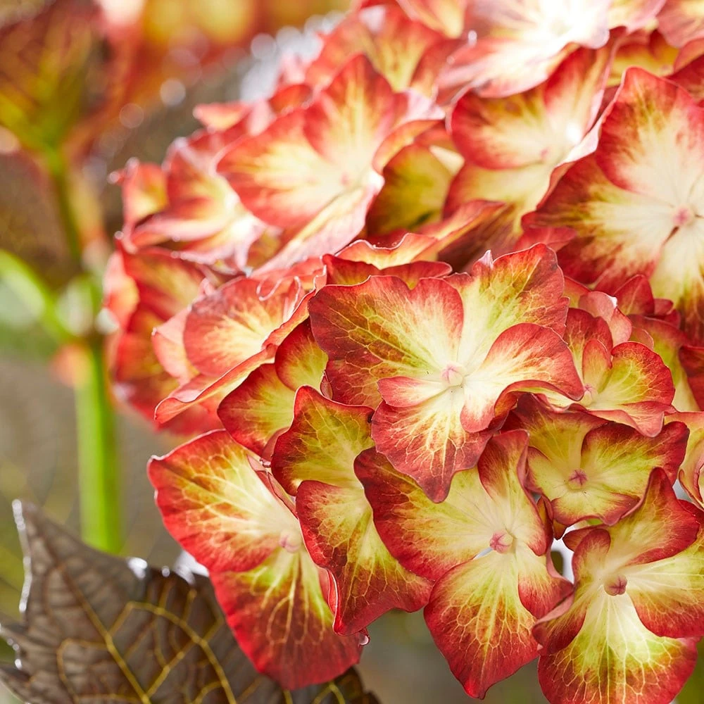 Hydrangea Macrophylla 'Light My Fire' (Black Diamonds Series) 4 Hydrangea Macrophylla 'Light My Fire' (Black Diamonds Series) - Image 2