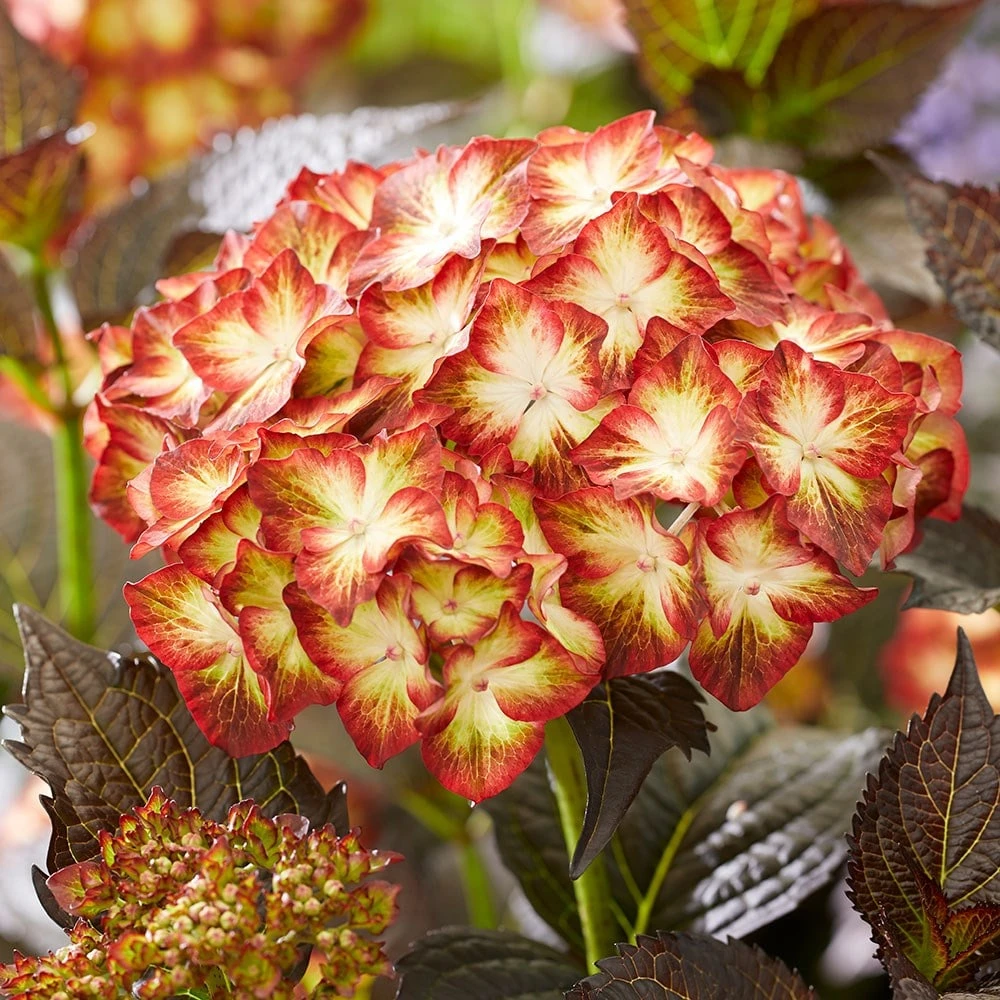 Hydrangea Macrophylla 'Light My Fire' (Black Diamonds Series) 7 Hydrangea Macrophylla 'Light My Fire' (Black Diamonds Series) - Image 5