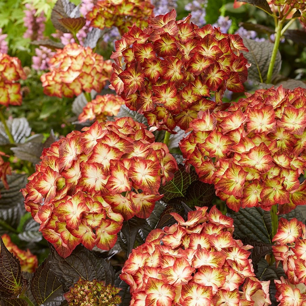 Hydrangea Macrophylla 'Light My Fire' (Black Diamonds Series) 8 Hydrangea Macrophylla 'Light My Fire' (Black Diamonds Series) - Image 6