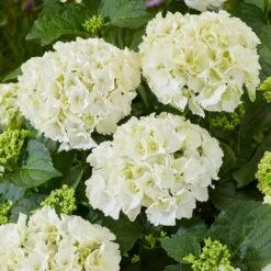 Hydrangea Macrophylla 'White'