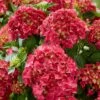 Hydrangea Macrophylla 'Red' 2 Hydrangea Macrophylla 'Red' -Garden Plant Store pl2000045408