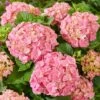 Hydrangea Macrophylla 'Pink' 1 Hydrangea Macrophylla 'Pink' -Garden Plant Store pl2000045410