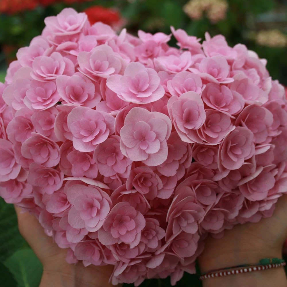 Hydrangea Macrophylla Love ('Youme H1917') (PBR) 4 Hydrangea Macrophylla Love ('Youme H1917') (PBR) - Image 2