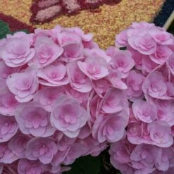 Hydrangea Macrophylla Love ('Youme H1917') (PBR) 10 Hydrangea Macrophylla Love ('Youme H1917') (PBR) -Garden Plant Store pl2000045449 card4 lg