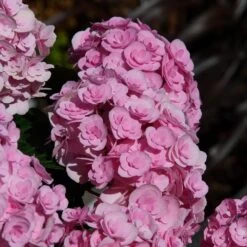 Hydrangea Macrophylla Love ('Youme H1917') (PBR) 11 Hydrangea Macrophylla Love ('Youme H1917') (PBR) -Garden Plant Store pl2000045449 card5 lg