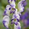 Aconitum × Cammarum 'Bicolor' -Garden Plant Store pl2000045481