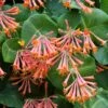 Lonicera Sempervirens -Garden Plant Store pl2000045484