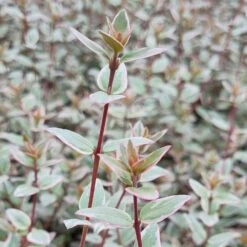 Ugni Molinae 'Flambeau' -Garden Plant Store pl2000045559 card2 lg