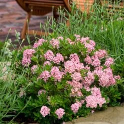 Rhododendron Bloombux Magenta ('Microhirs9') (PBR) 9 Rhododendron Bloombux Magenta ('Microhirs9') (PBR) -Garden Plant Store pl2000045584 card3 lg