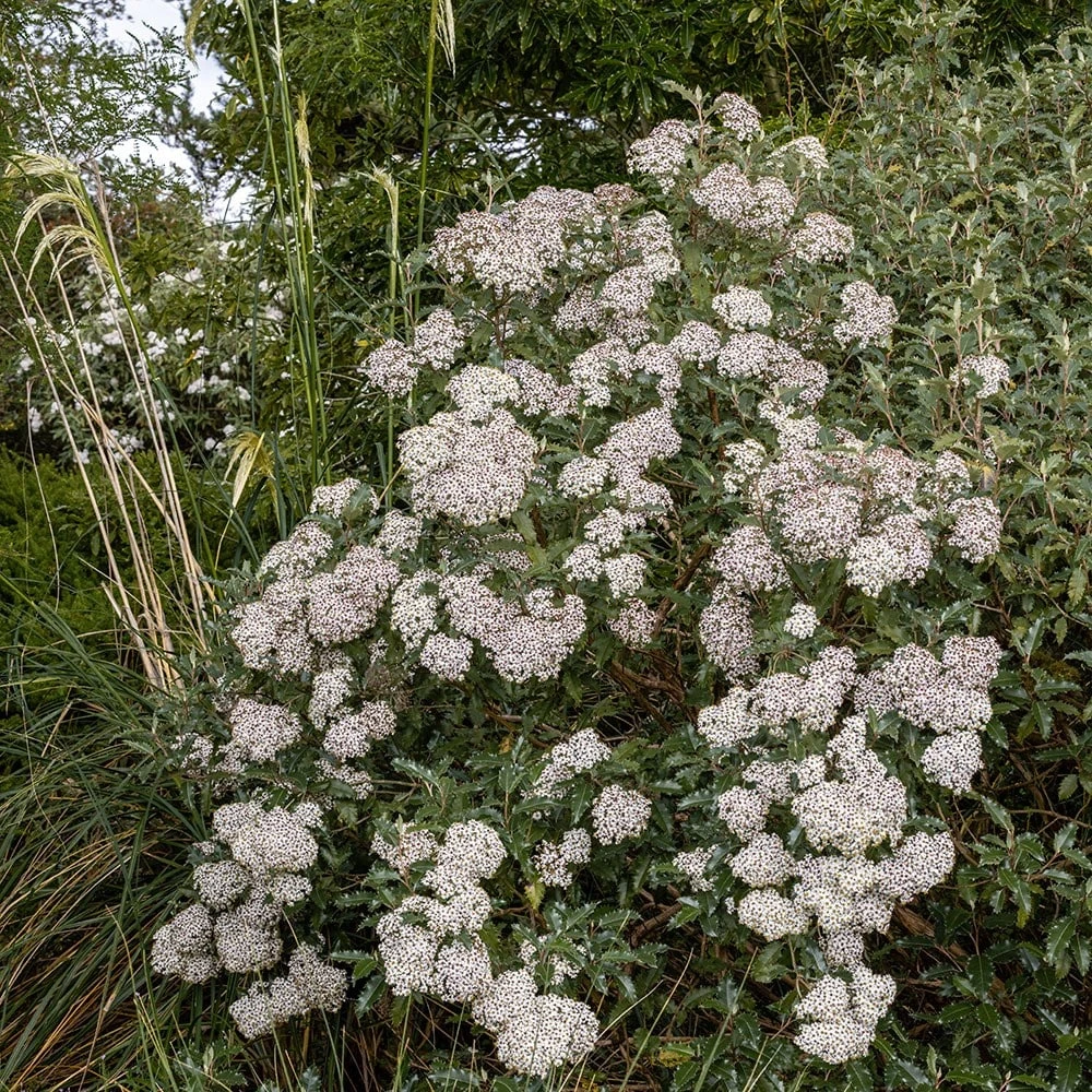 Olearia Macrodonta 4 Olearia Macrodonta - Image 2