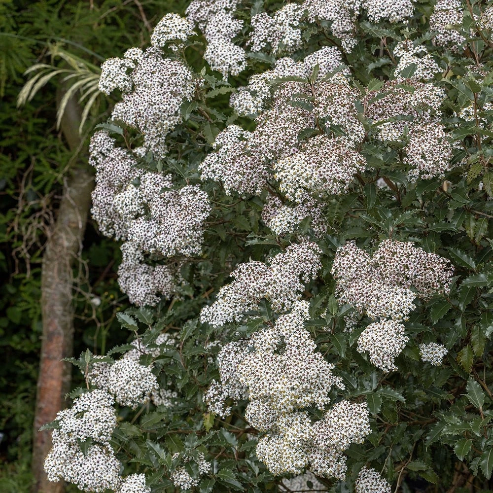 Olearia Macrodonta 5 Olearia Macrodonta - Image 3