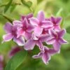 Jasminum × Stephanense Starry Starry Summer Scent ('Ganmin 1701') 1 Jasminum × Stephanense Starry Starry Summer Scent ('Ganmin 1701') -Garden Plant Store pl2000046119