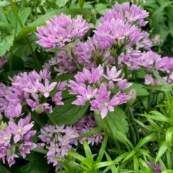 Allium Senescens Subsp. Glaucum