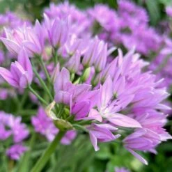 Allium Senescens Subsp. Glaucum -Garden Plant Store pl2000046240 card3 lg