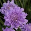 Scabiosa Flutter Deep Blue ('Balfluttdelu') (PBR) (Flutter Series) -Garden Plant Store pl2000046256