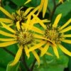 Ligularia Dentata 'Little Golden Ray' -Garden Plant Store pl2000046257