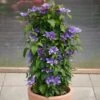 Clematis Olympia ('Evipo099') (PBR) (Boulevard Series) -Garden Plant Store pl2000046351