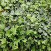 Hedera Helix 'Green Ripple' -Garden Plant Store pl2000046366