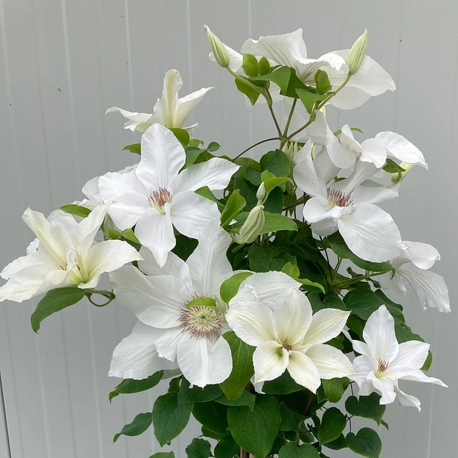 Clematis 'Guernsey Flute' 3 Clematis 'Guernsey Flute'