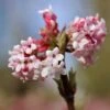Viburnum Farreri 'December Dwarf' -Garden Plant Store pl2000046382