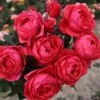 Rosa Gartenprinzessin Marie-José ('Korgehaque') (PBR) -Garden Plant Store pl2000046620