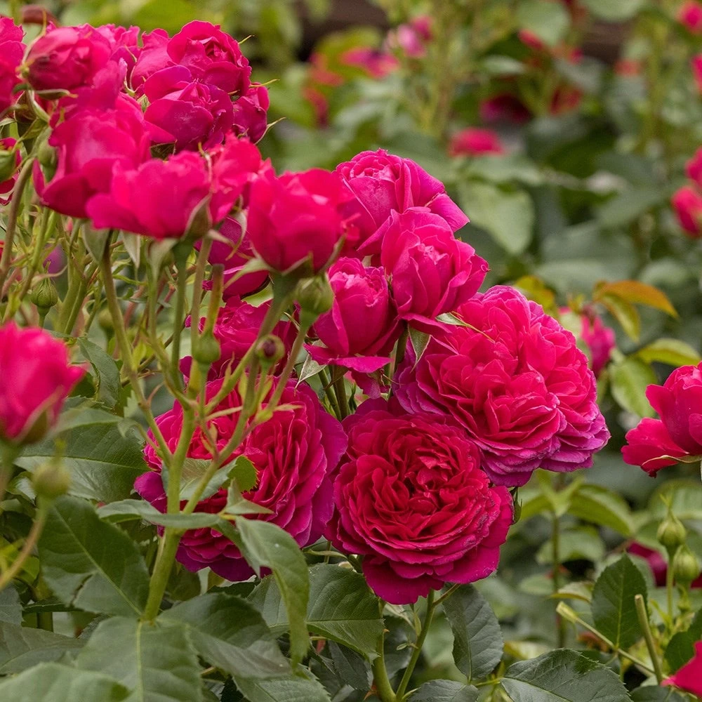 Rosa Soul ('Tan09651') (PBR) 4 Rosa Soul ('Tan09651') (PBR) - Image 2