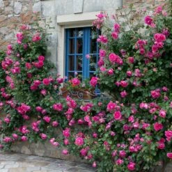 Rosa 'Pink Cloud' 7 Rosa 'Pink Cloud' -Garden Plant Store pl2000046632 card3 lg