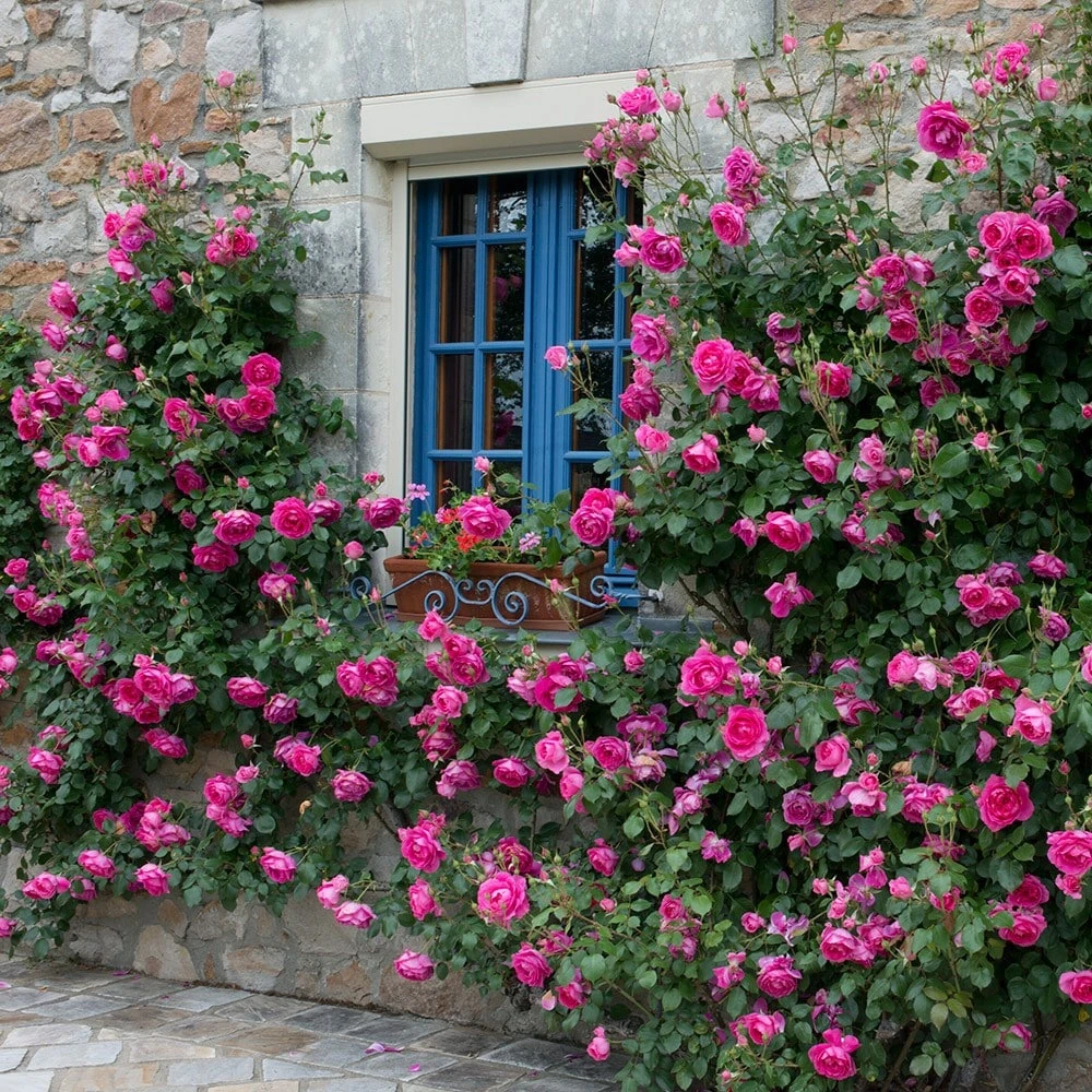 Rosa 'Pink Cloud' 5 Rosa 'Pink Cloud' - Image 3