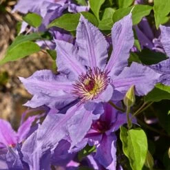 Clematis Tumaini ('Evigsy151') (PBR) -Garden Plant Store pl2000046633 card3 lg