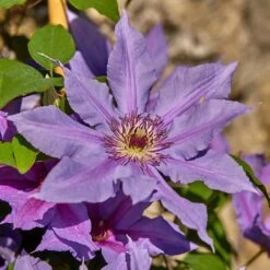 Clematis Tumaini ('Evigsy151') (PBR) -Garden Plant Store pl2000046633 card4 lg