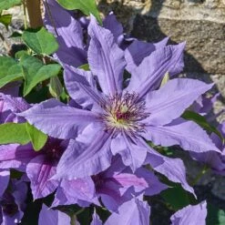 Clematis Tumaini ('Evigsy151') (PBR) -Garden Plant Store pl2000046633 card5 lg