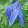 Clematis 'Bredon Blue' -Garden Plant Store pl2000046634
