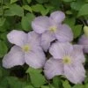 Clematis 'Forget-me-not' -Garden Plant Store pl2000046636