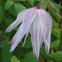 Clematis 'Albina Plena'