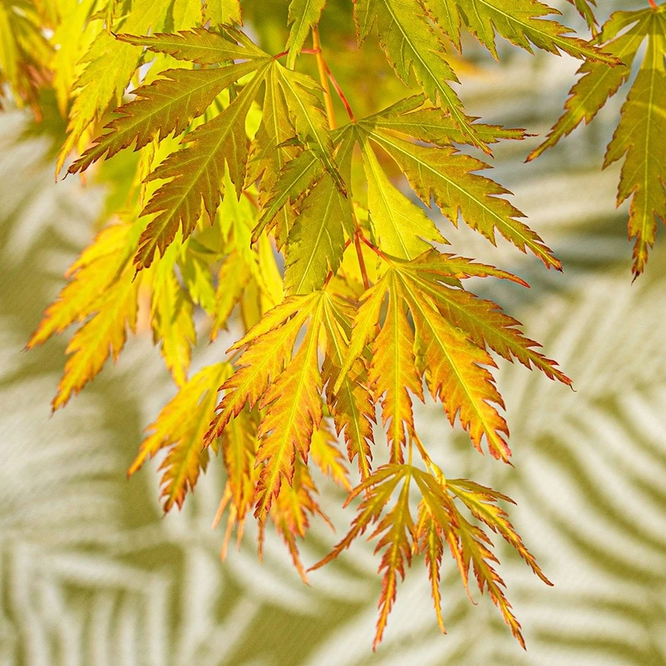 Acer 'Orange Lace' (PBR) 3 Acer 'Orange Lace' (PBR)