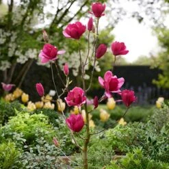 Magnolia 'Emperor' (PBR) -Garden Plant Store pl2000046655 card3 lg