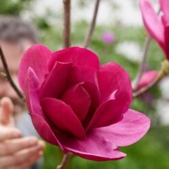 Magnolia 'Emperor' (PBR) -Garden Plant Store pl2000046655 card4 lg