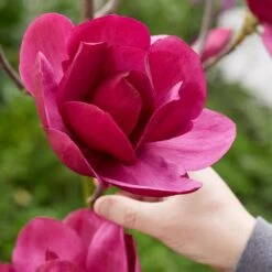 Magnolia 'Emperor' (PBR) -Garden Plant Store pl2000046655 card6 lg