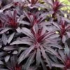 Euphorbia 'Miners Merlot' (PBR) -Garden Plant Store pl2000046674