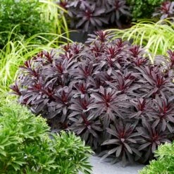 Euphorbia 'Miners Merlot' (PBR) -Garden Plant Store pl2000046674 card6 lg