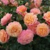 Rose Of The Year 2023Rosa Peach Melba -Garden Plant Store pl2000046733