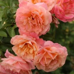 Rose Of The Year 2023Rosa Peach Melba -Garden Plant Store pl2000046733 card3 lg