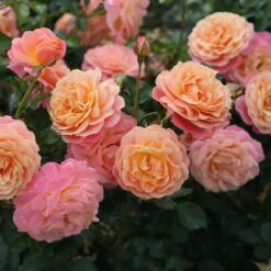 Rose Of The Year 2023Rosa Peach Melba -Garden Plant Store pl2000046733 card4 lg