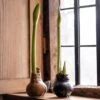 Wax Amaryllis -Garden Plant Store pl2000046743
