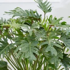 Philodendron Xanadu -Garden Plant Store pl2000046911 card5 lg