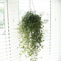 Front Page 12 Peperomia 'Pepperspot'