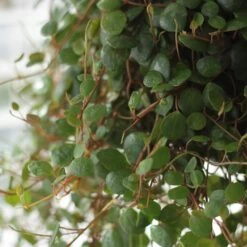 Front Page -Garden Plant Store pl2000047169 card2 lg